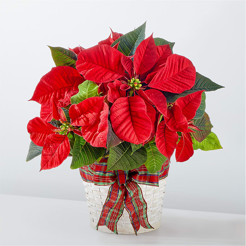 Happiest Holidays Poinsettia – PETALS & HEARTS FLOWER SHOP, Monterey Park CA