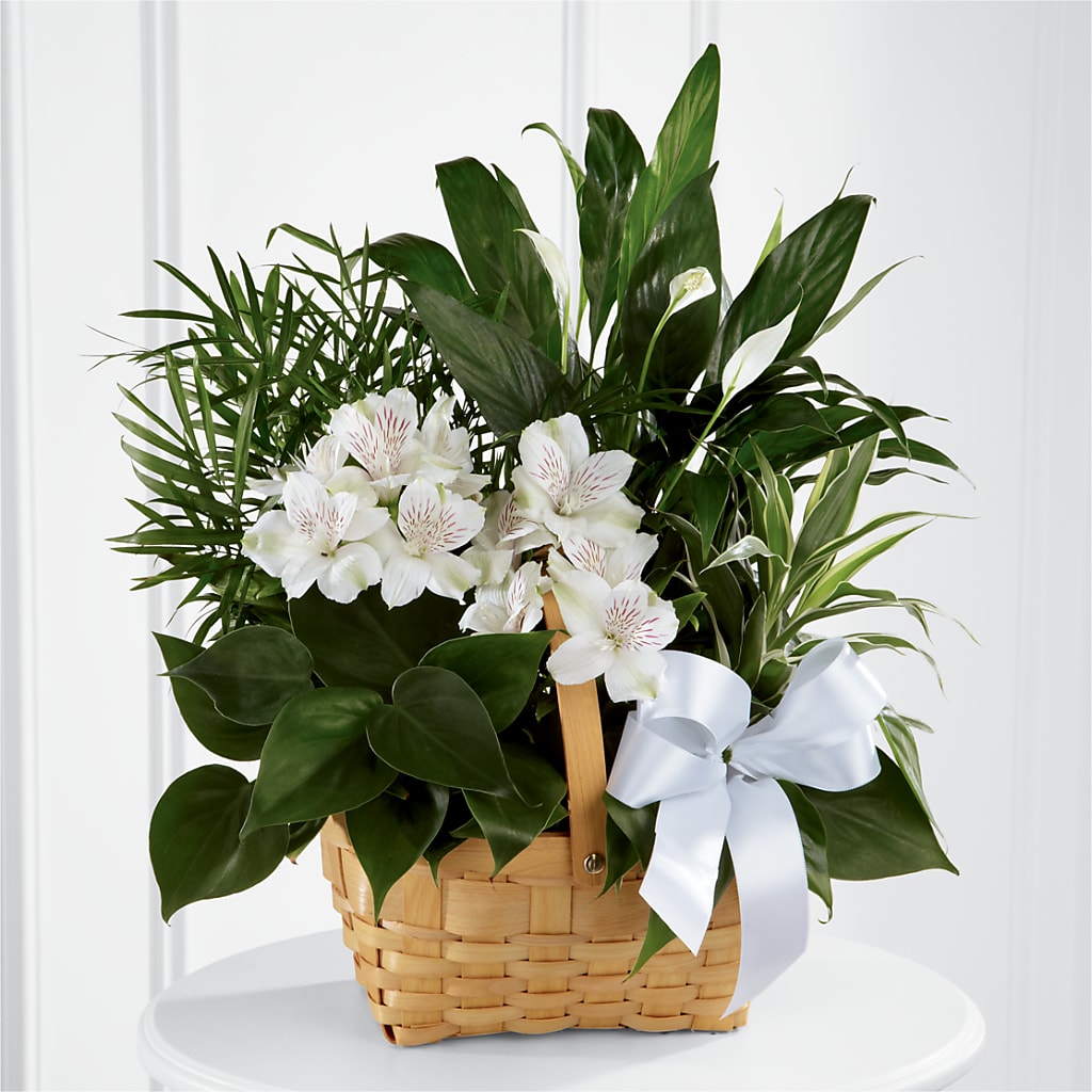Peace & Serenity Dishgarden – PETALS & HEARTS FLOWER SHOP, Monterey Park CA
