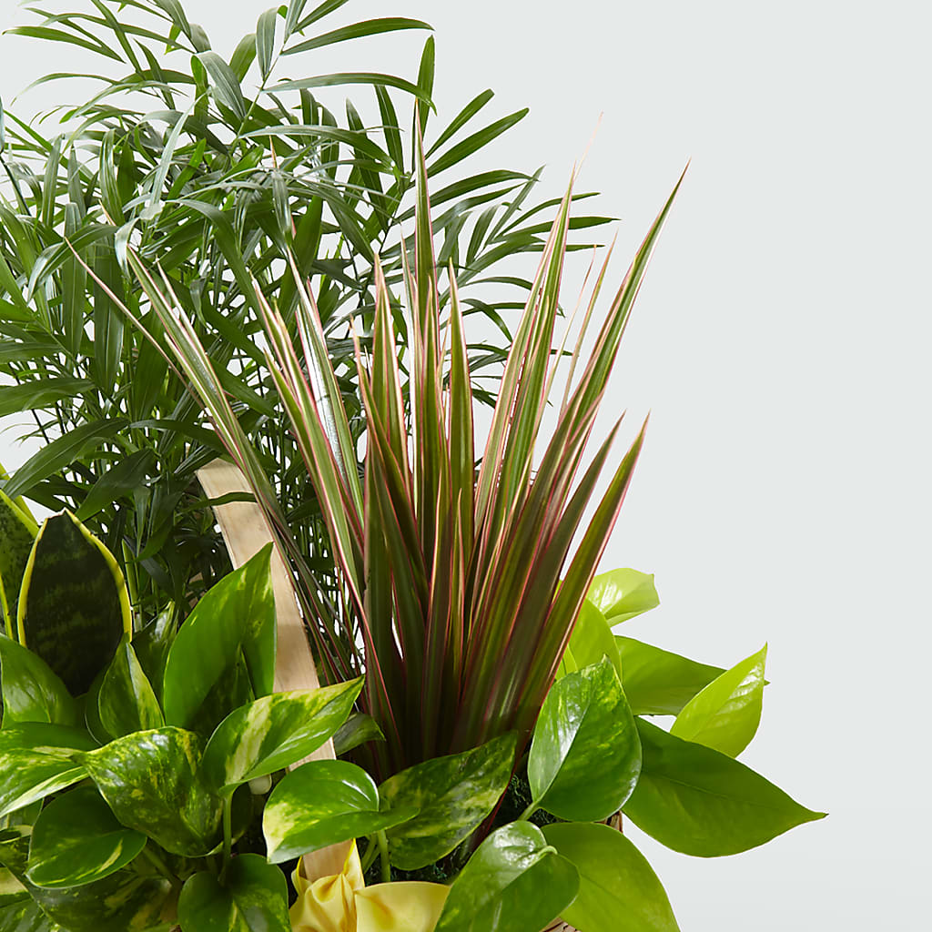 French Garden – PETALS & HEARTS FLOWER SHOP, Monterey Park CA