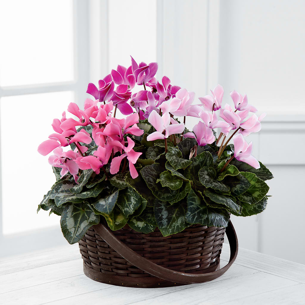 Mixed Cyclamen Planter – PETALS & HEARTS FLOWER SHOP, Monterey Park CA