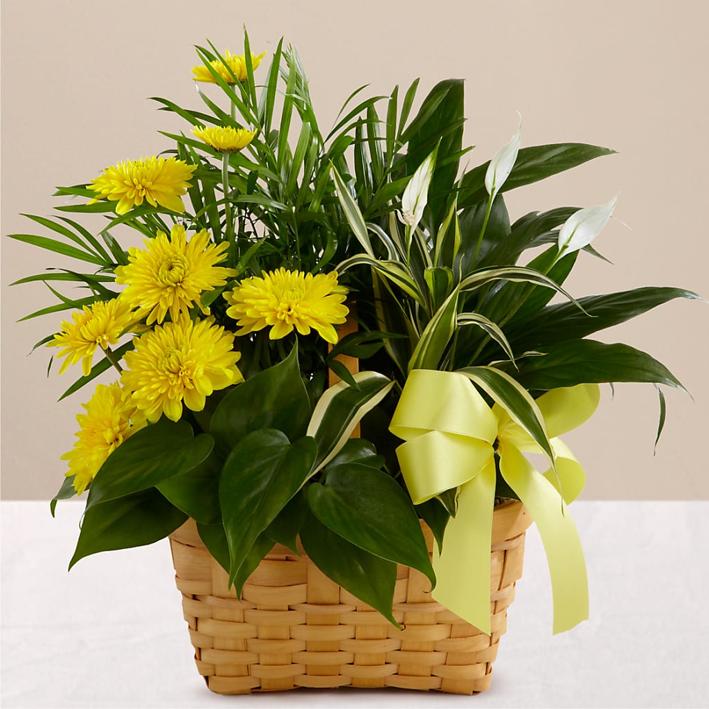 Loving Light Dishgarden – PETALS & HEARTS FLOWER SHOP, Monterey Park CA