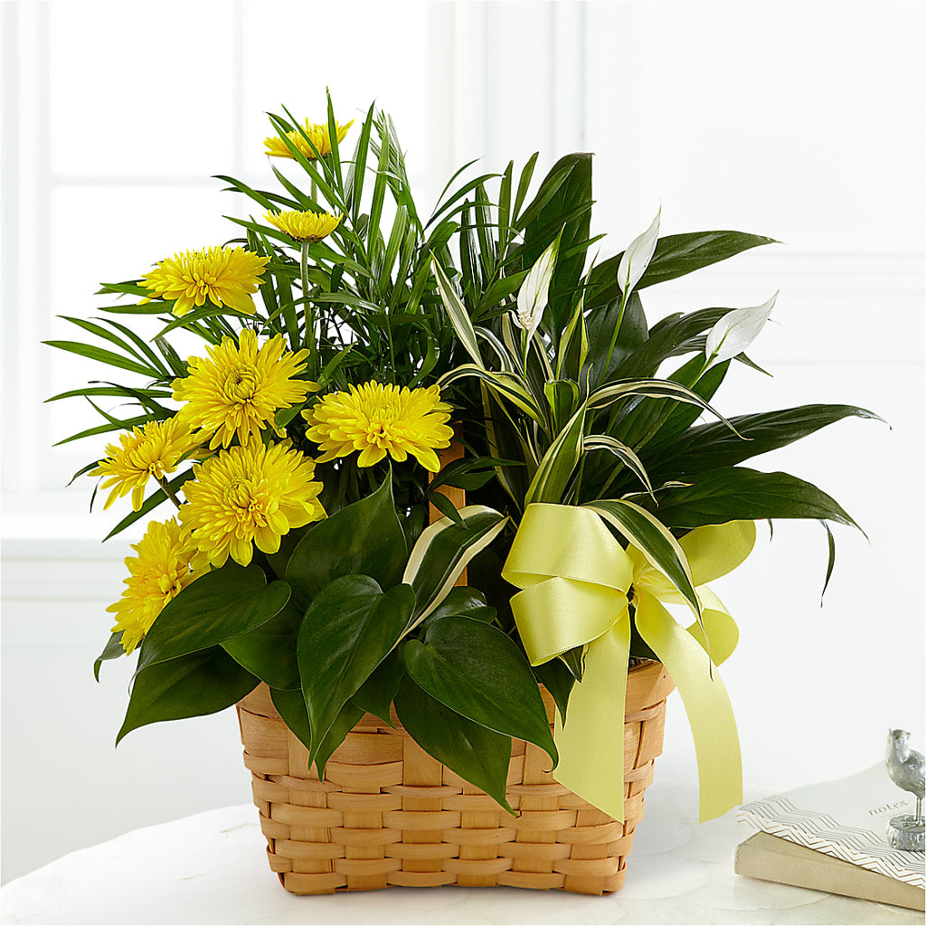 Loving Light Dishgarden – PETALS & HEARTS FLOWER SHOP, Monterey Park CA