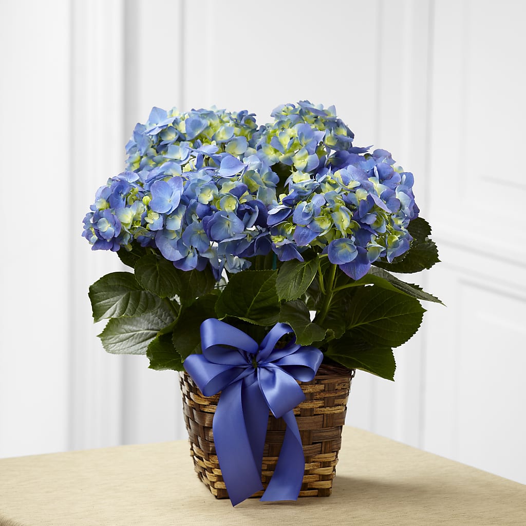 Blue Hydrangea Planter – PETALS & HEARTS FLOWER SHOP, Monterey Park CA