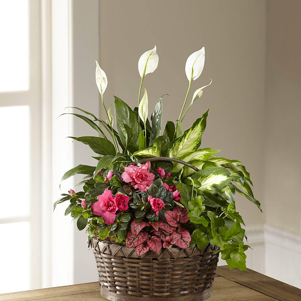 Dream in Pink Dishgarden – PETALS & HEARTS FLOWER SHOP, Monterey Park CA