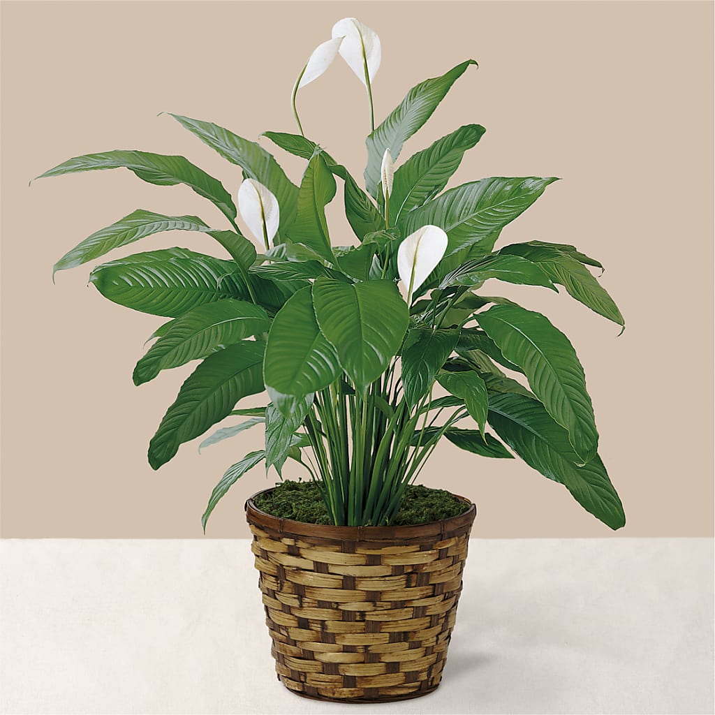 Tranquil Moments Peace Lily Plant – PETALS & HEARTS FLOWER SHOP, Monterey Park CA