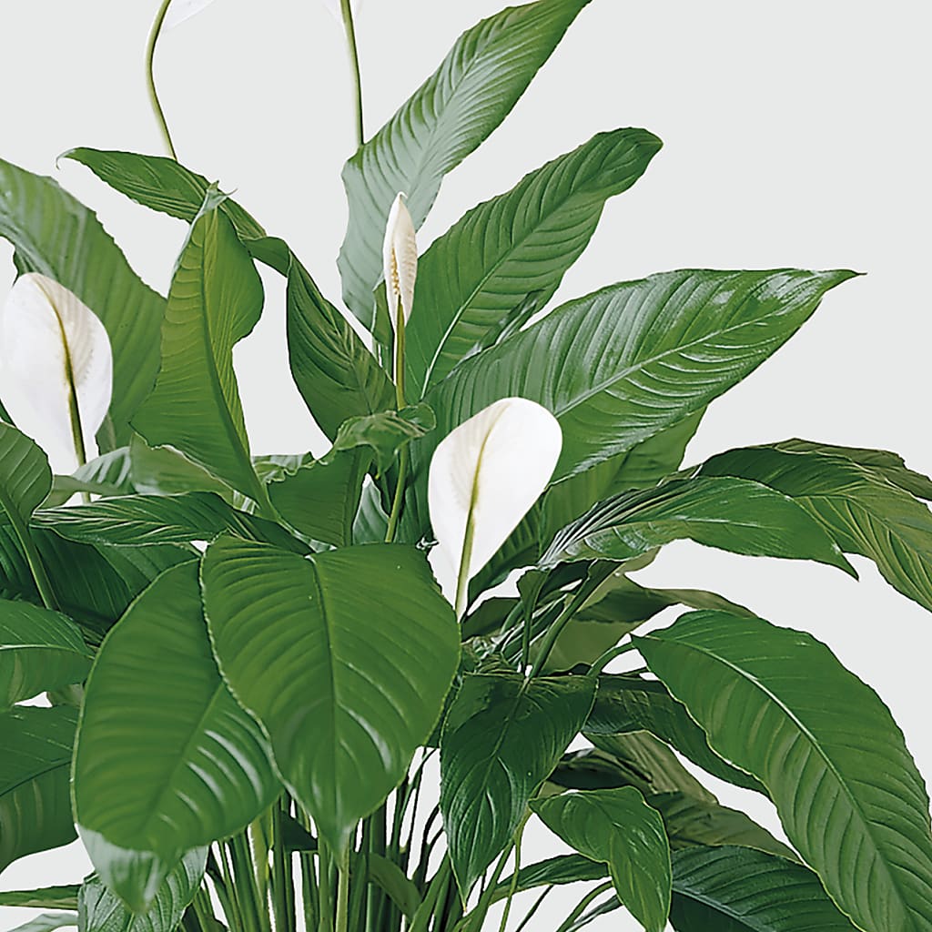 Tranquil Moments Peace Lily Plant – PETALS & HEARTS FLOWER SHOP, Monterey Park CA