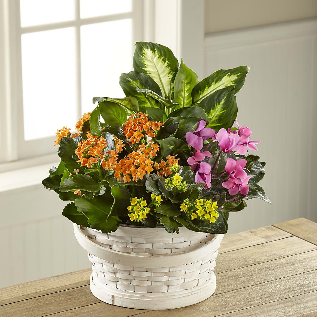 Color Crush Dishgarden – PETALS & HEARTS FLOWER SHOP, Monterey Park CA