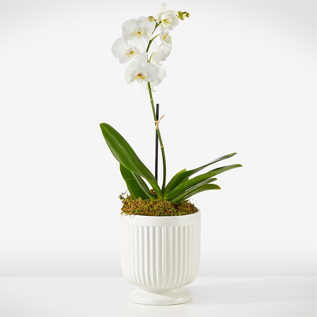 Whispering White Orchid – PETALS & HEARTS FLOWER SHOP, Monterey Park CA