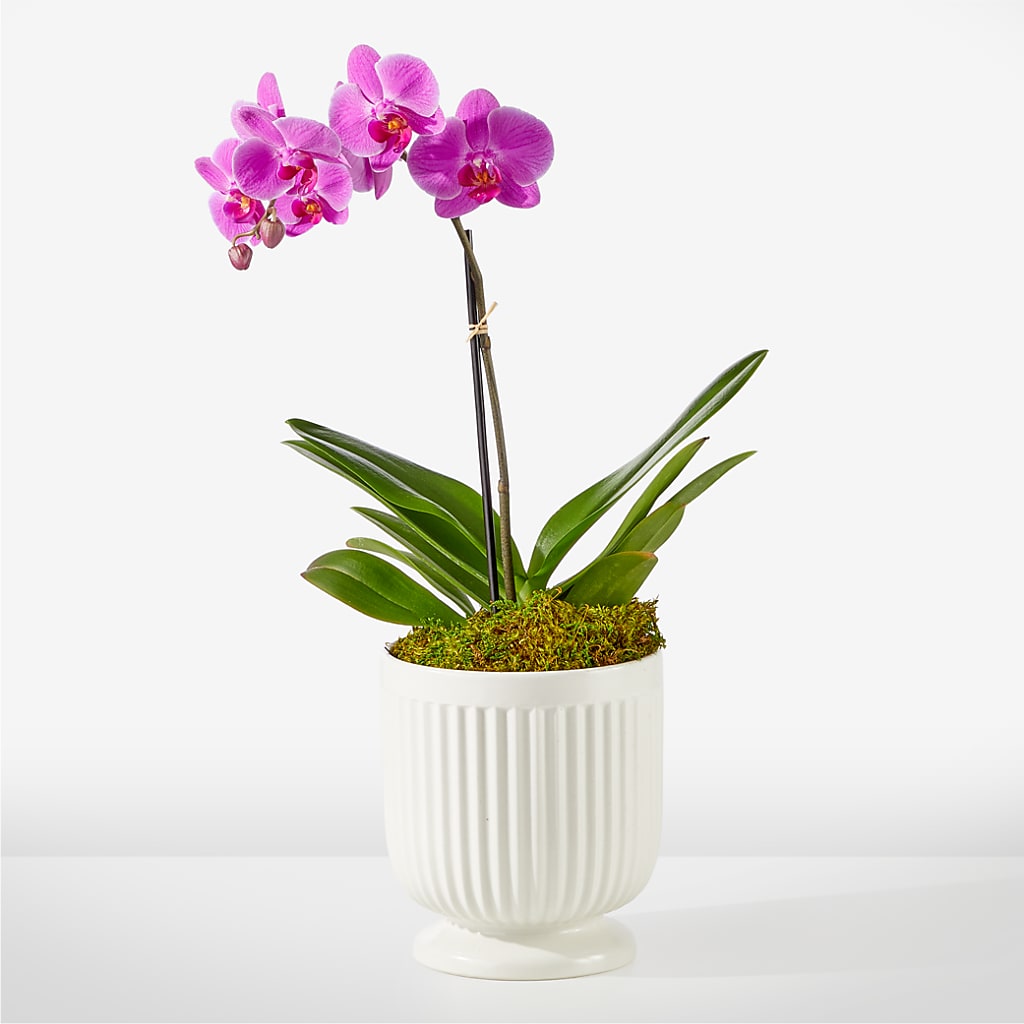 Friendly Fuchsia Orchid – PETALS & HEARTS FLOWER SHOP, Monterey Park CA