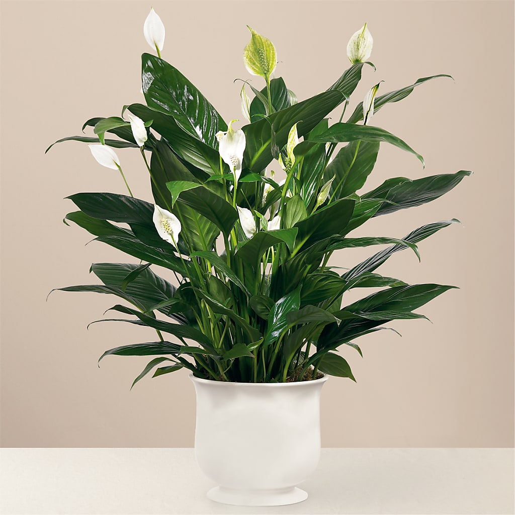 Comfort Planter – PETALS & HEARTS FLOWER SHOP, Monterey Park CA