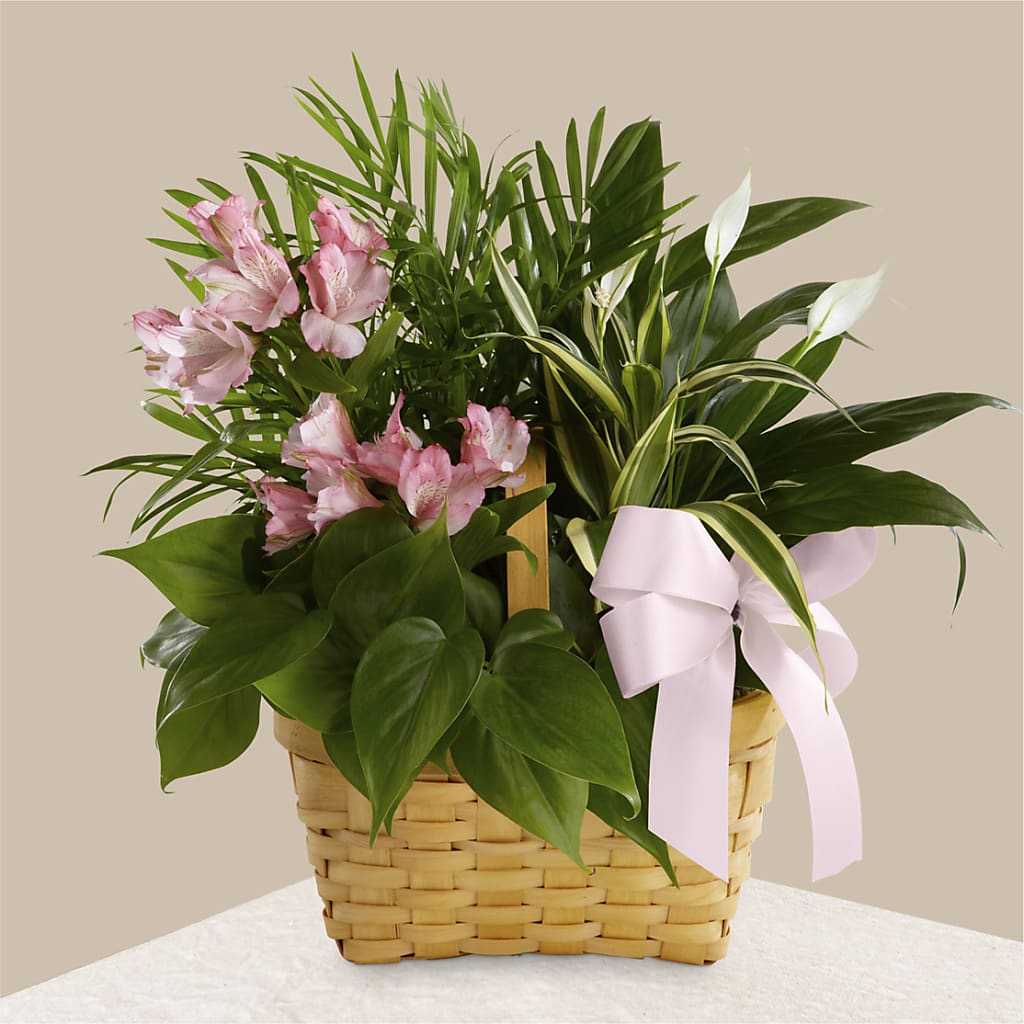 Living Spirit Dishgarden – PETALS & HEARTS FLOWER SHOP, Monterey Park CA