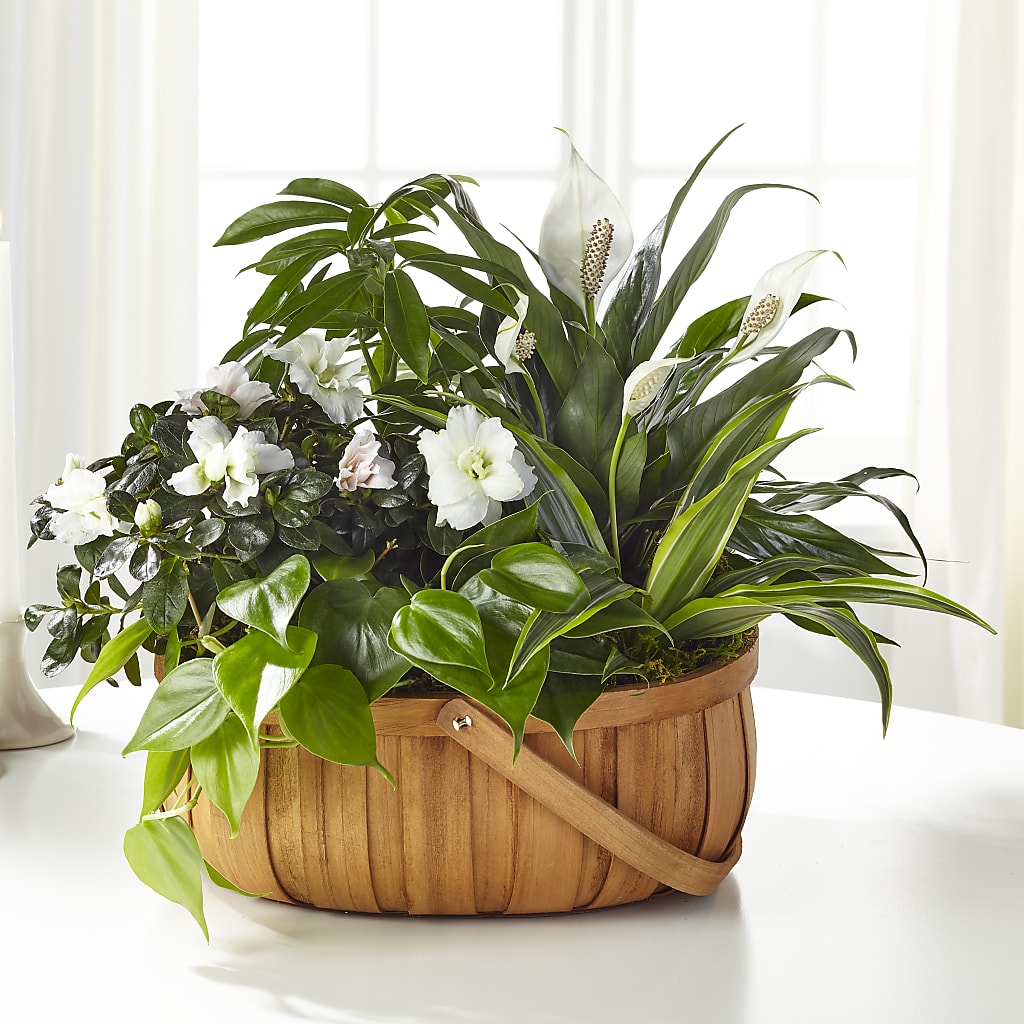 Serene Dishgarden – PETALS & HEARTS FLOWER SHOP, Monterey Park CA