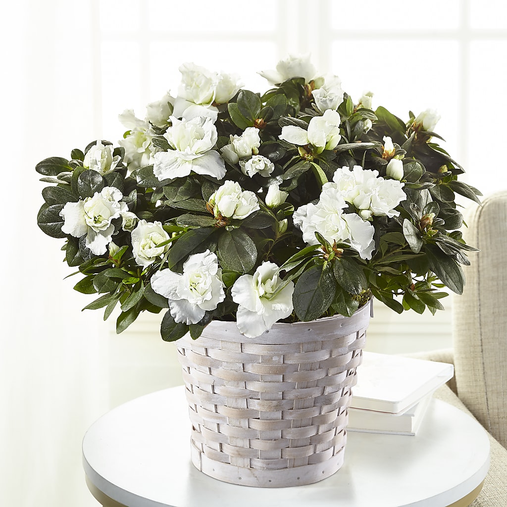 White Azalea Plant – PETALS & HEARTS FLOWER SHOP, Monterey Park CA