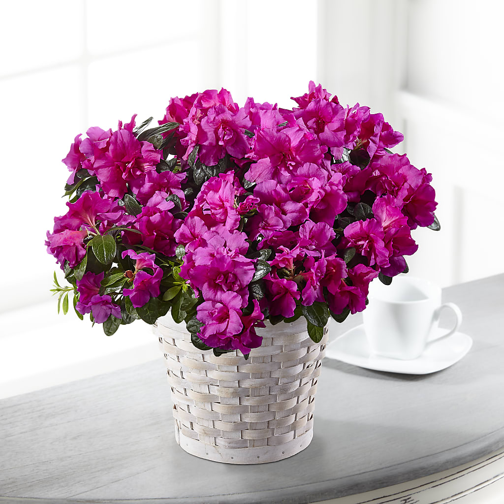 Hope & Serenity Azalea Plant – PETALS & HEARTS FLOWER SHOP, Monterey Park CA