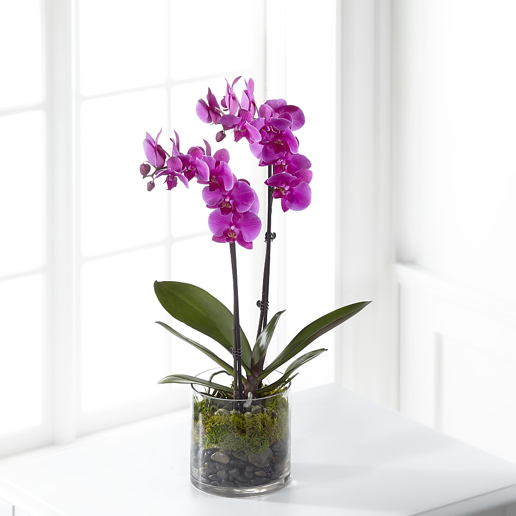 Pink Orchid Plant – PETALS & HEARTS FLOWER SHOP, Monterey Park CA