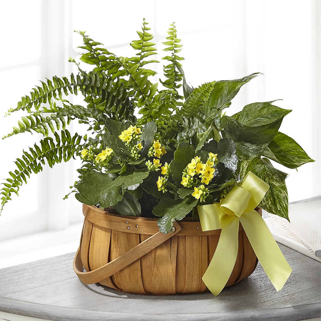 Always Dear Dishgarden – PETALS & HEARTS FLOWER SHOP, Monterey Park CA