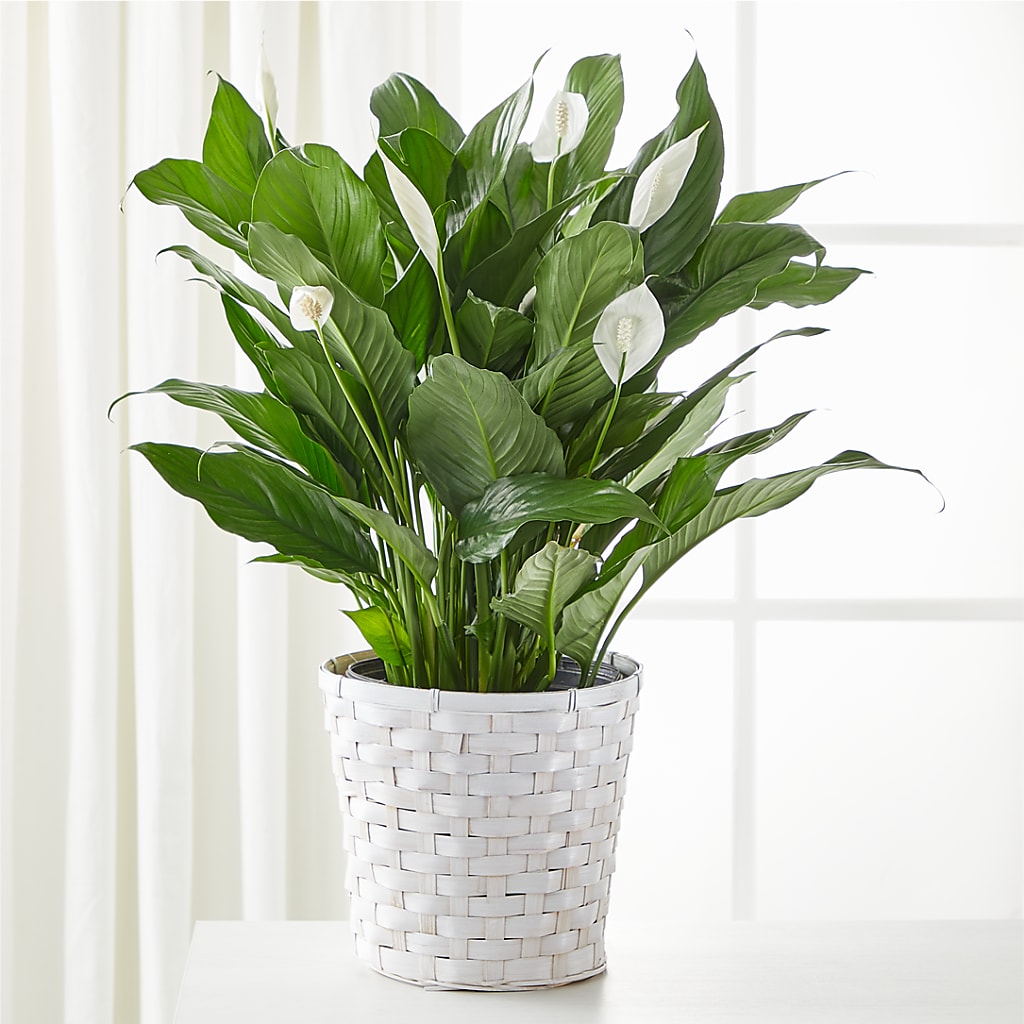 A New Leaf Peace Lily – PETALS & HEARTS FLOWER SHOP, Monterey Park CA