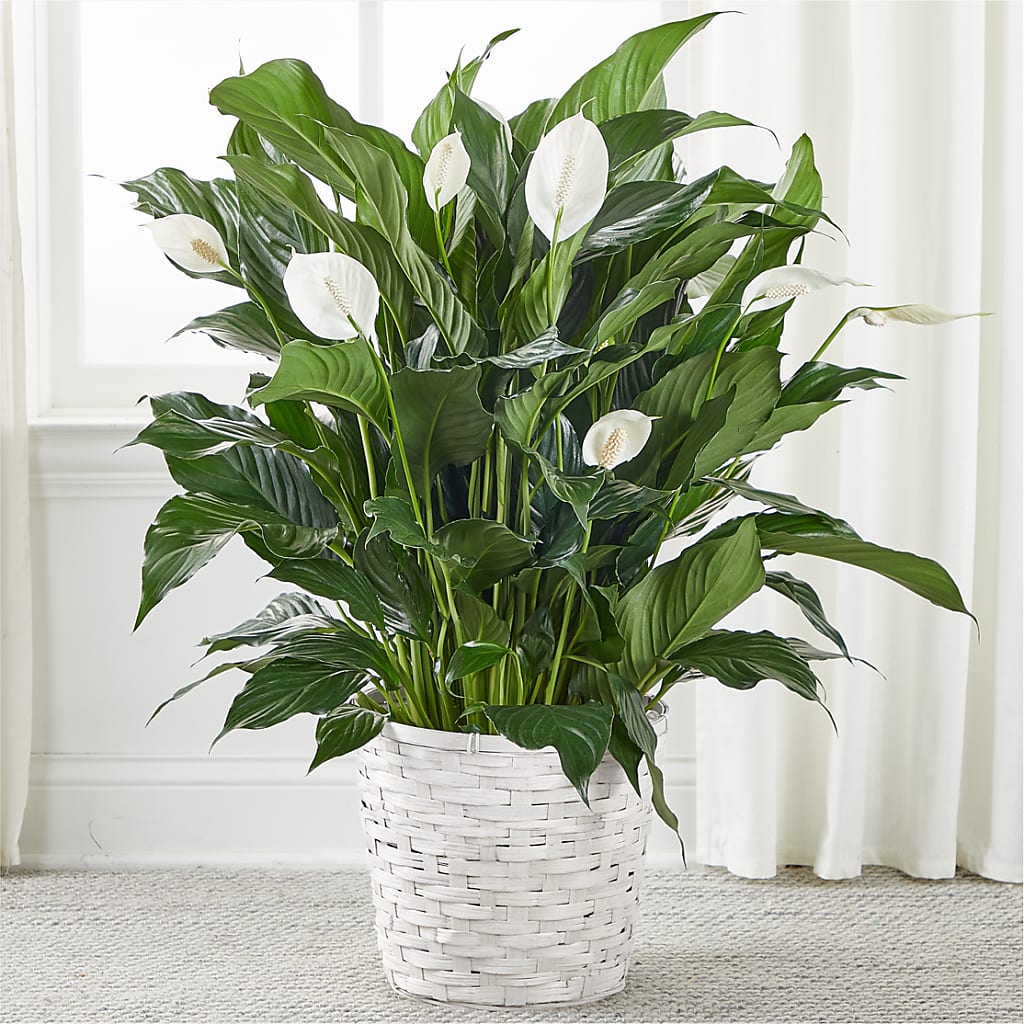 A New Leaf Peace Lily – PETALS & HEARTS FLOWER SHOP, Monterey Park CA