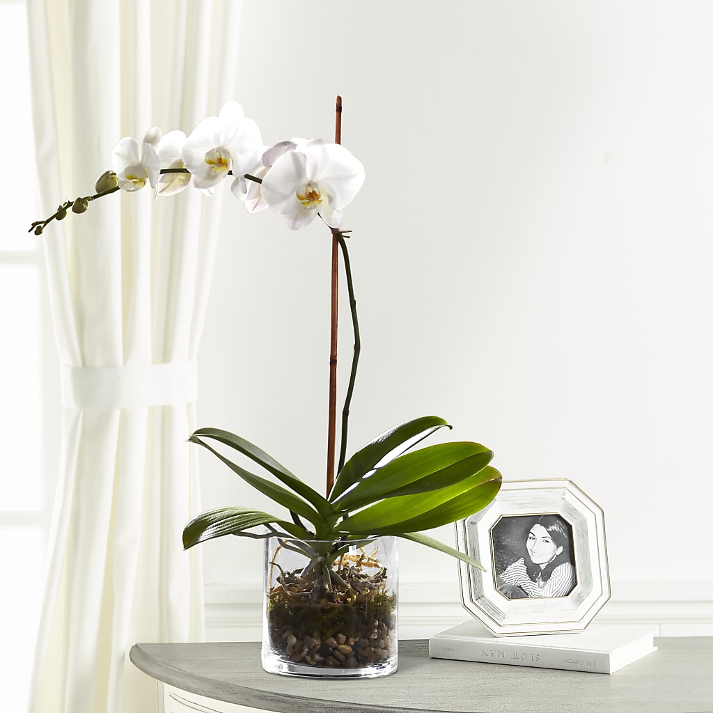 White Orchid Planter – PETALS & HEARTS FLOWER SHOP, Monterey Park CA