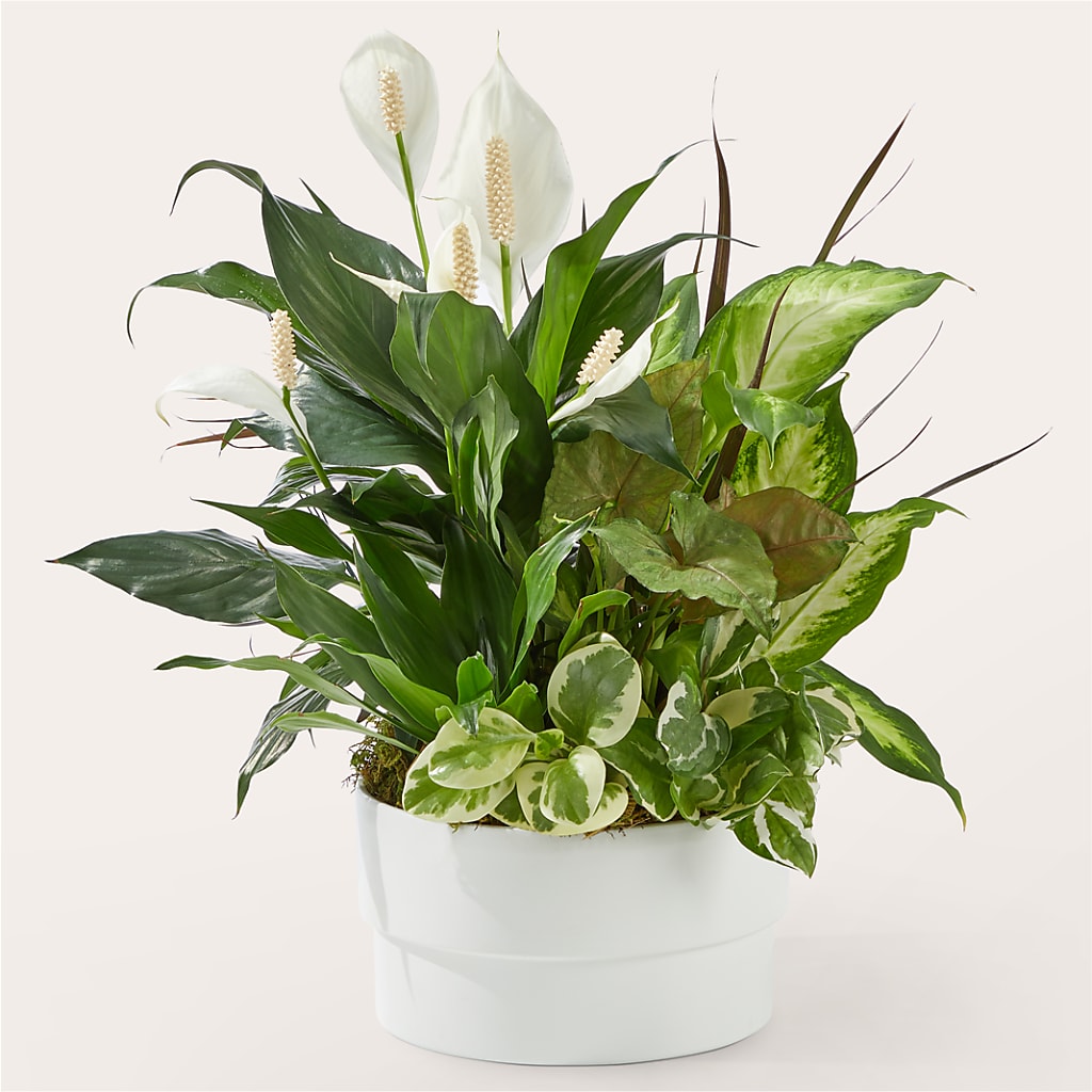 Radiating Positivity Dishgarden – PETALS & HEARTS FLOWER SHOP, Monterey Park CA