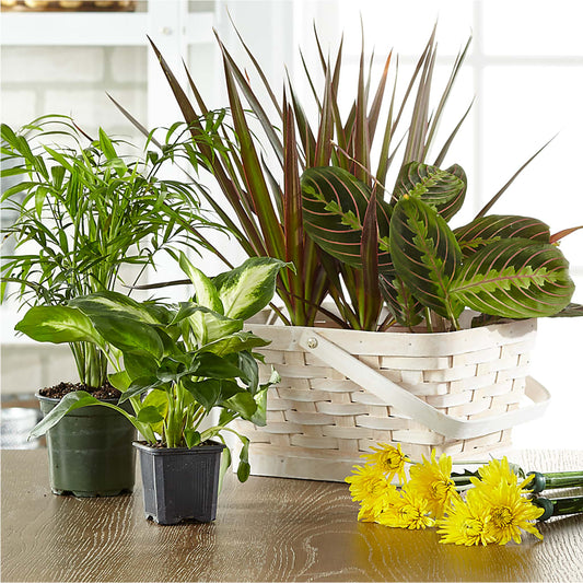 Florist Designed Blooming and Green Plants in a Basket – PETALS & HEARTS FLOWER SHOP, Monterey Park CA