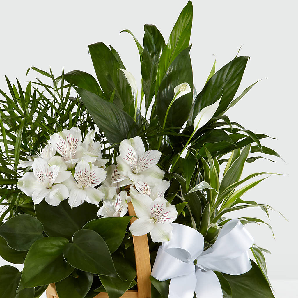 Peace & Serenity Dishgarden – PETALS & HEARTS FLOWER SHOP, Monterey Park CA