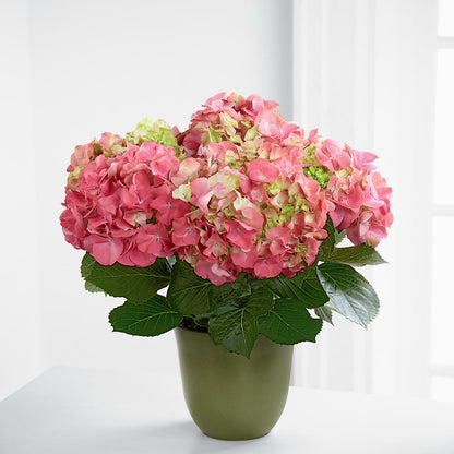 Pink Hydrangea Planter – PETALS & HEARTS FLOWER SHOP, Monterey Park CA