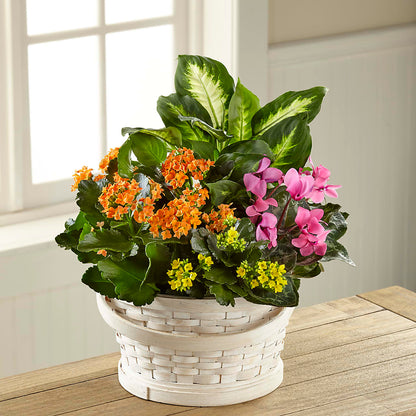 Color Crush Dishgarden – PETALS & HEARTS FLOWER SHOP, Monterey Park CA