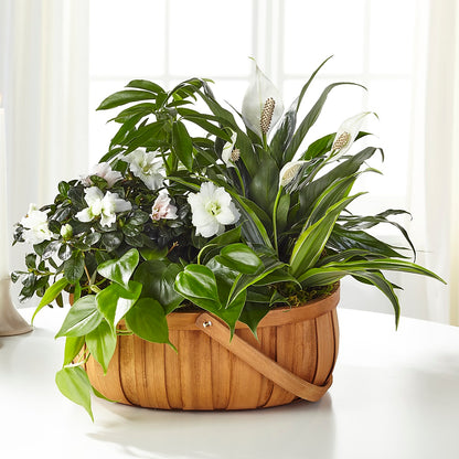 Serene Dishgarden – PETALS & HEARTS FLOWER SHOP, Monterey Park CA