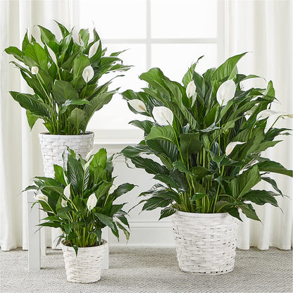 A New Leaf Peace Lily – PETALS & HEARTS FLOWER SHOP, Monterey Park CA
