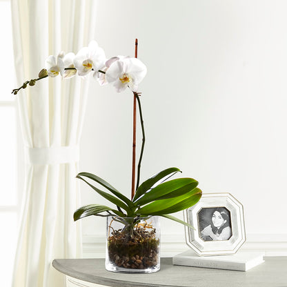 White Orchid Planter – PETALS & HEARTS FLOWER SHOP, Monterey Park CA